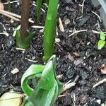 Fritillaria meleagris Levél