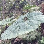 Gunnera insignis Leaf