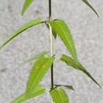 Veronica longifolia その他の提案