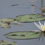 Nymphaea micrantha Feuille