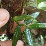 Lemurella papillosa Hoja