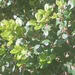 Myrsine africana Likasa