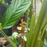 Maranta arundinacea Květ