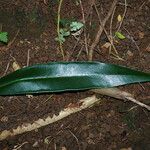 Syzygium jambos Feuille