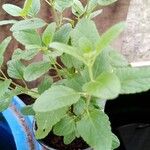 Salvia microphyllaFuelha