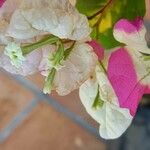 Bougainvillea spectabilis Flower