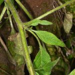 Nicotiana acuminata Folha