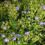 Geranium pratense Hábitos