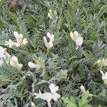 Astragalus angustifolius 葉