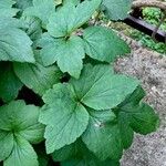 Anemone vitifolia Leaf