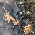 Themeda quadrivalvis Fruit