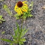 Echinacea paradoxa Elinympäristö