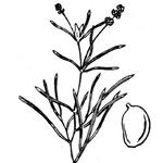 Potamogeton pusillus 其他