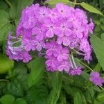 Phlox glaberrima ফুল