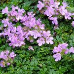 Thymus praecox Flower