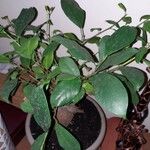 Ficus microcarpa Лист