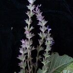 Salvia moorcroftiana Habitus