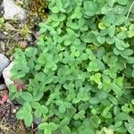 Trifolium aureum Blad