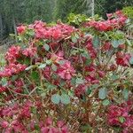 Rhododendron thomsonii Hábito
