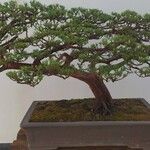 Juniperus chinensisبرگ