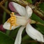 Citrus japonica Flors