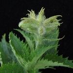 Scrophularia pauciflora Habit