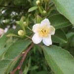Stewartia monadelpha Flor