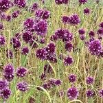 Allium rotundum Habitus