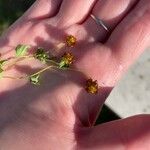Trifolium spadiceum 花