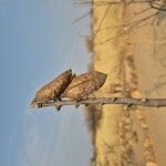 Catophractes alexandri Frucht
