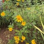 Tithonia diversifoliaFlower