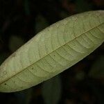 Lecythis idatimon Leaf