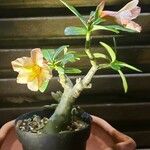 Adenium obesum Хабит