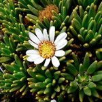 Xenophyllum rigidum Çiçek
