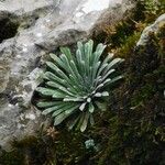 Saxifraga longifolia Leaf