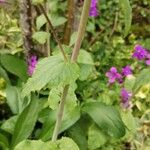 Lunaria annua Blad