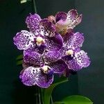 Vanda coerulescens Flors