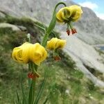 Lilium pyrenaicum Цвят