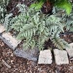 Athyrium niponicum List