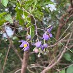 Solanum seaforthianum Квітка