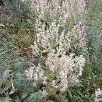 Salvia aethiopis موطن