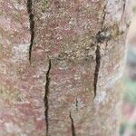 Carya illinoinensis Casca