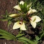 Eulophia welwitschii Çiçek