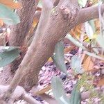 Rhododendron fulvum Corteza