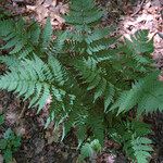 Dryopteris expansaLehti