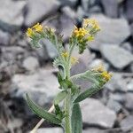 Euploca campestris Flower