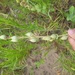 Penstemon cobaea Fruit