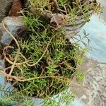 Sedum mexicanum Blad