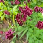 Aquilegia atrata Flower