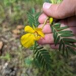 Chamaecrista fasciculataFlower